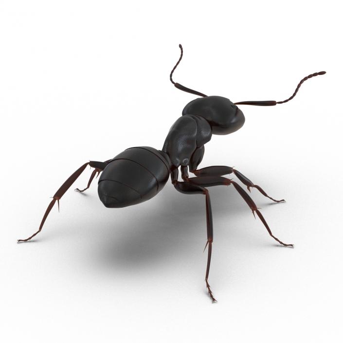 3D Black Ant Rigged