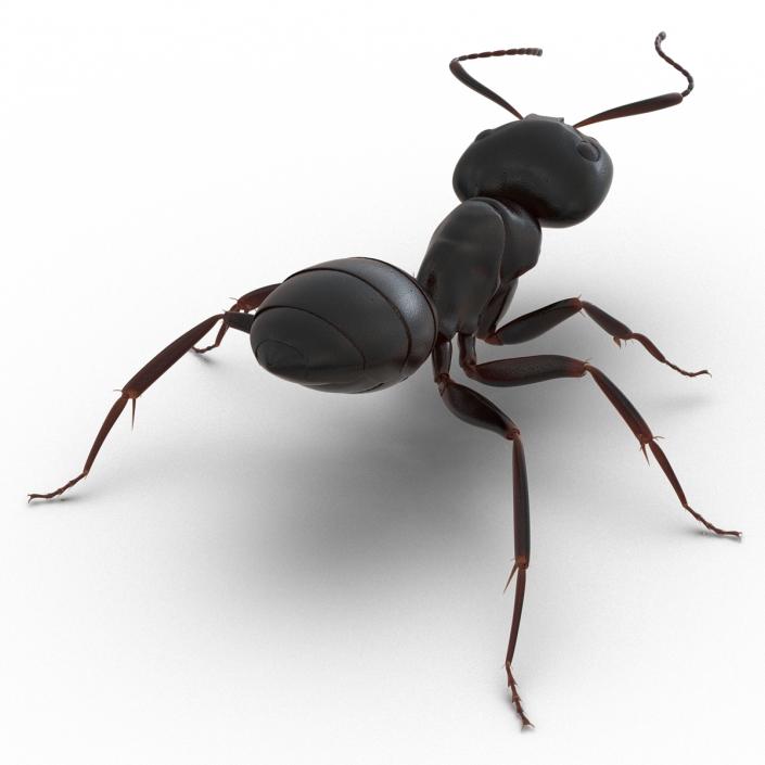 3D Black Ant Rigged