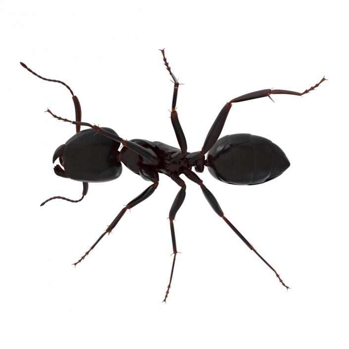 3D Black Ant Rigged