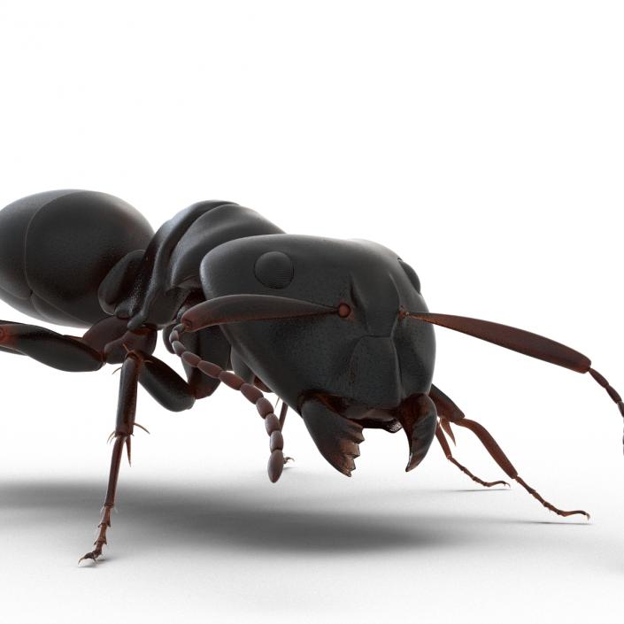 3D Black Ant Rigged