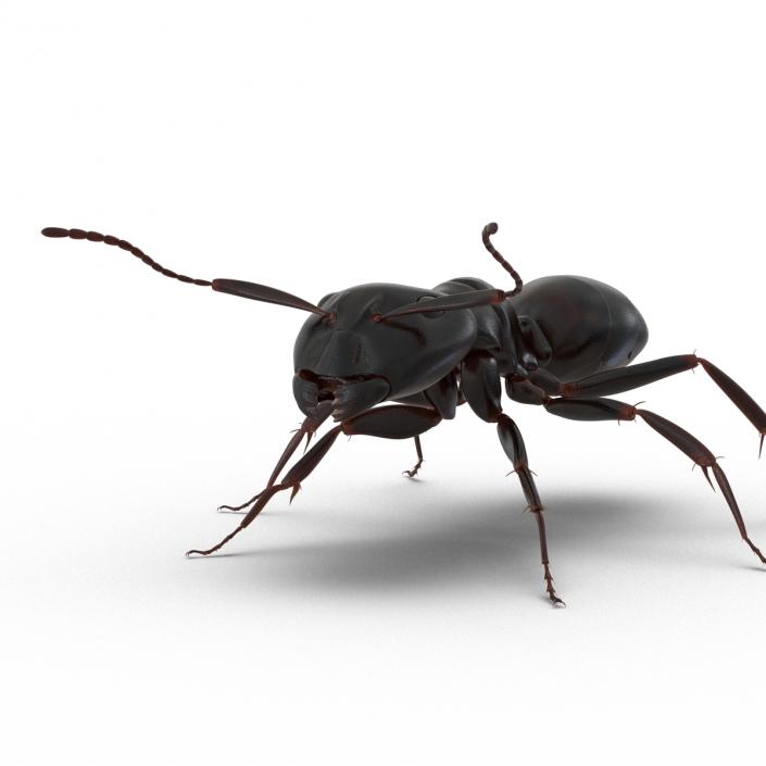 3D Black Ant Rigged