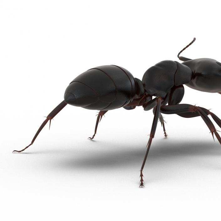 3D Black Ant Rigged