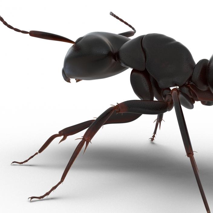 3D Black Ant Rigged