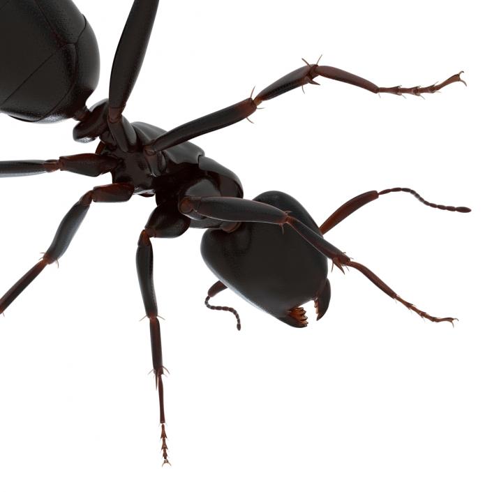 3D Black Ant Rigged