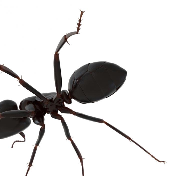 3D Black Ant Rigged