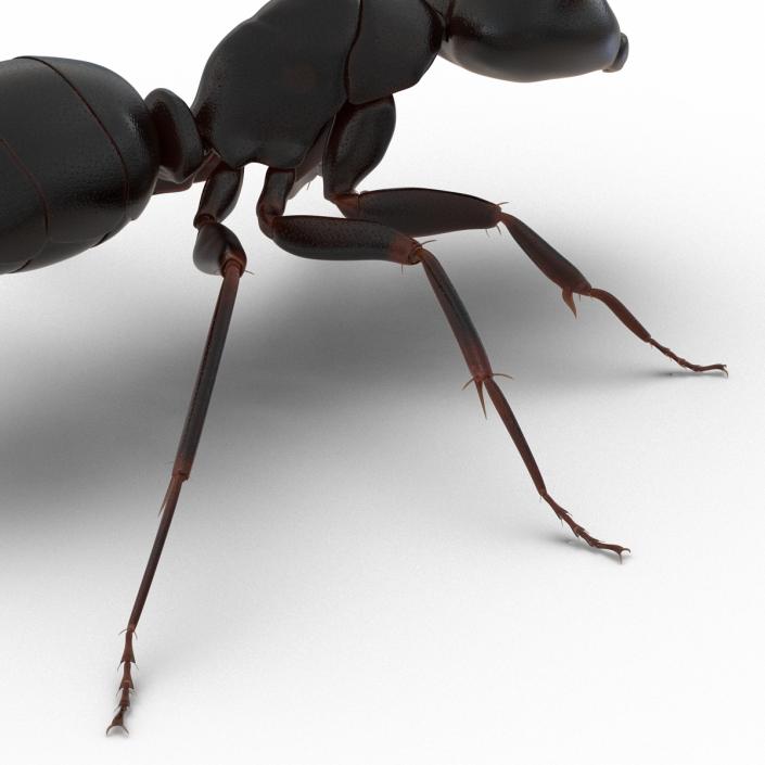 3D Black Ant Rigged