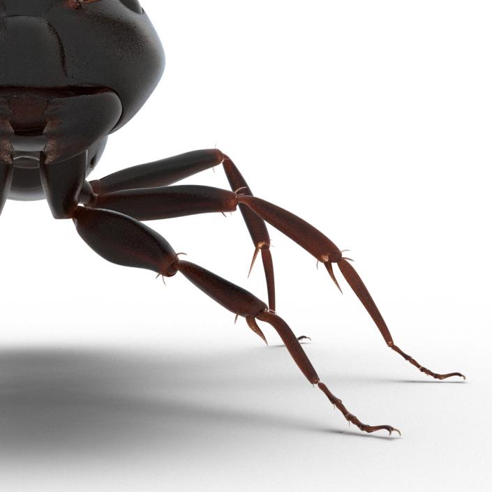 3D Black Ant Rigged