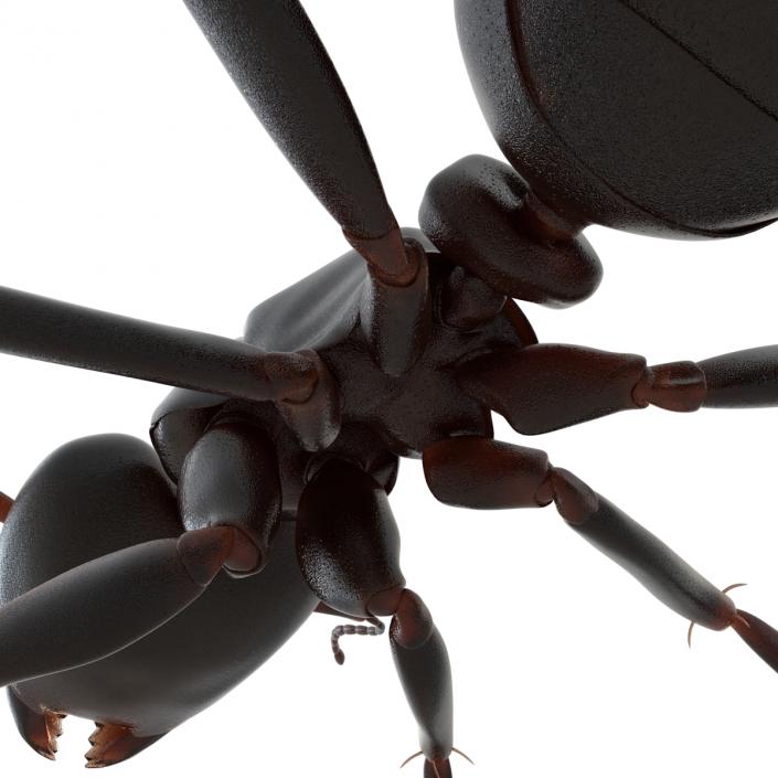 3D Black Ant Rigged