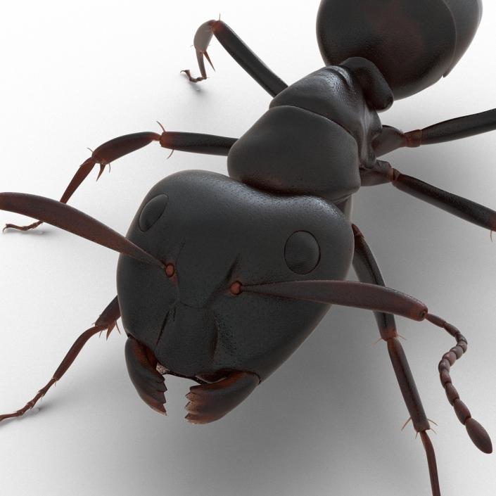 3D Black Ant Rigged