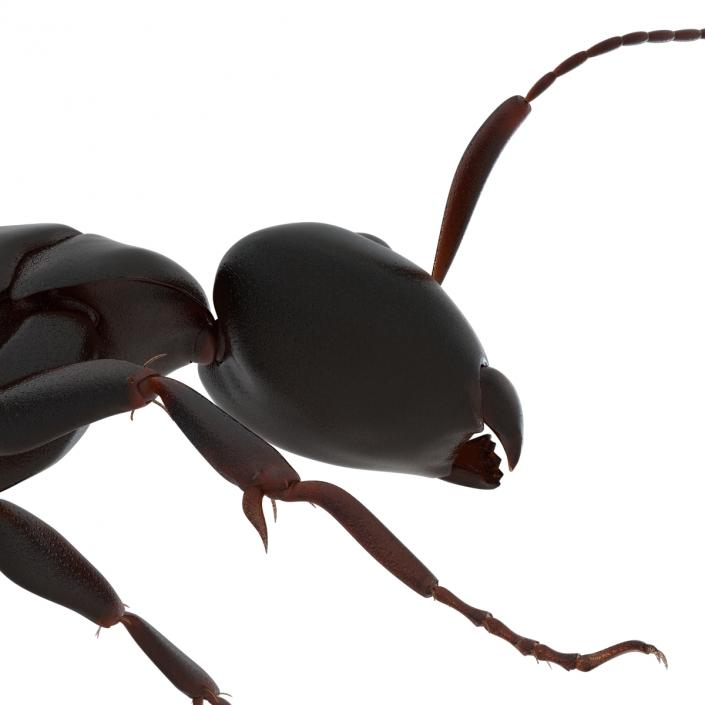 3D Black Ant Rigged