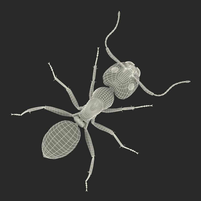 3D Black Ant Rigged