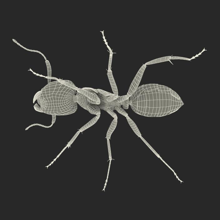 3D Black Ant Rigged