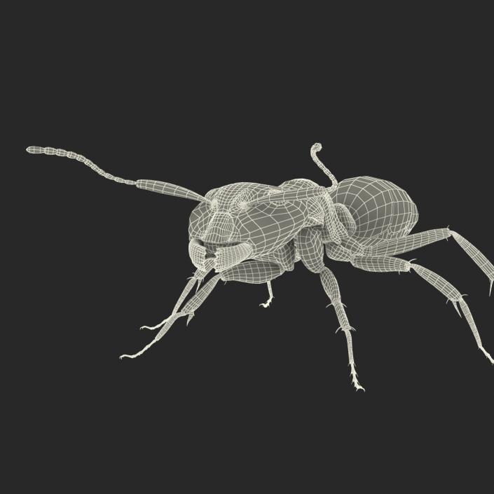 3D Black Ant Rigged