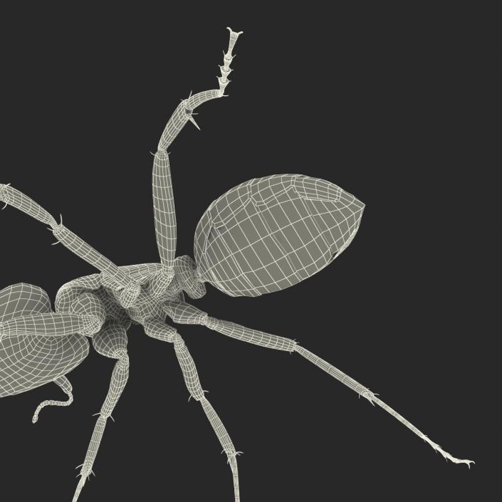 3D Black Ant Rigged