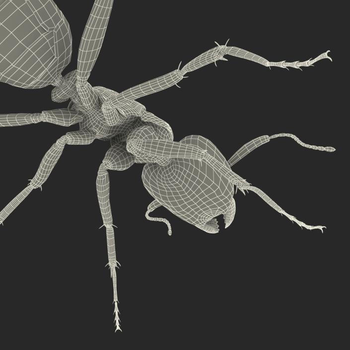 3D Black Ant Rigged