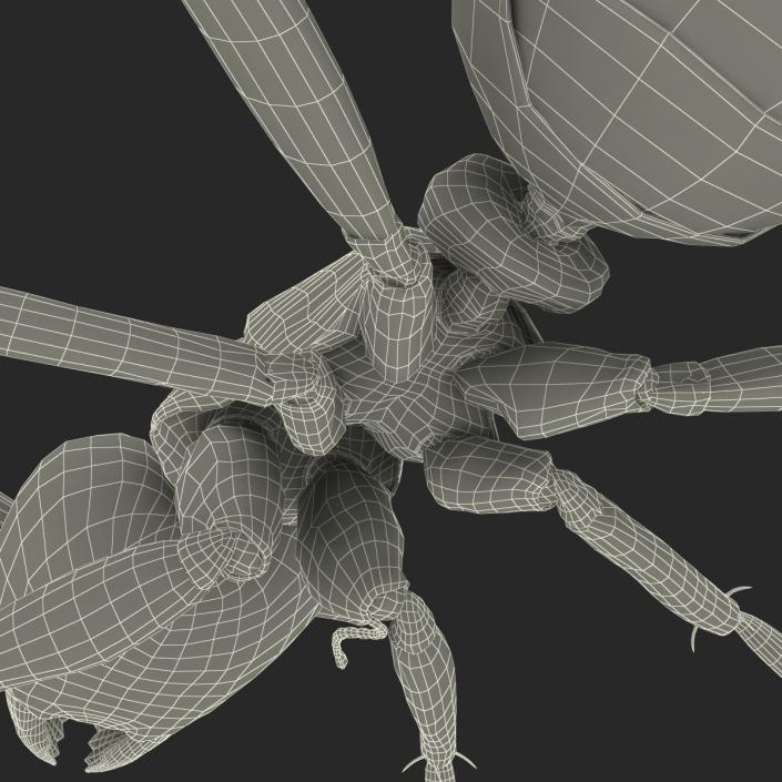 3D Black Ant Rigged