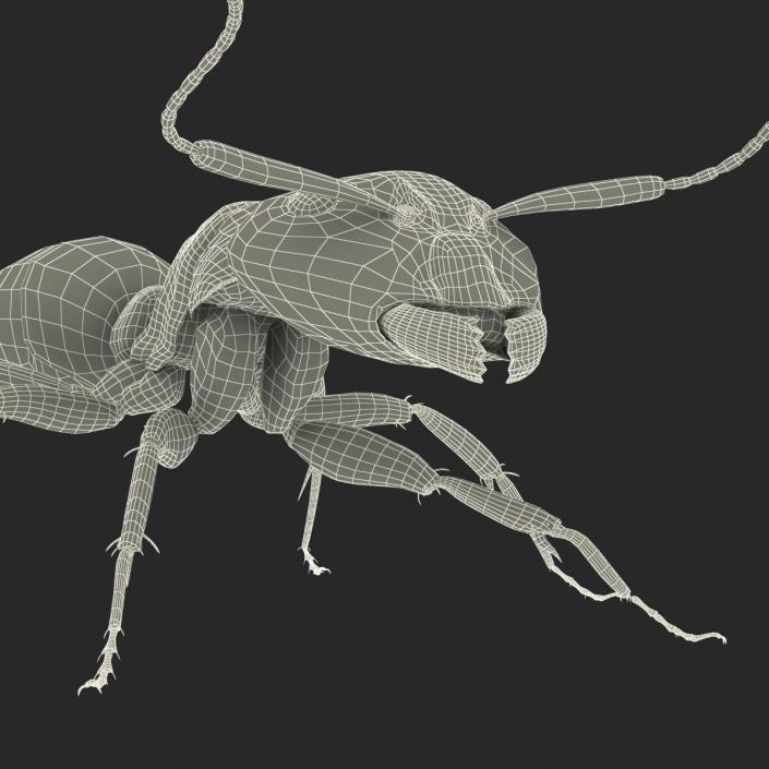 3D Black Ant Rigged