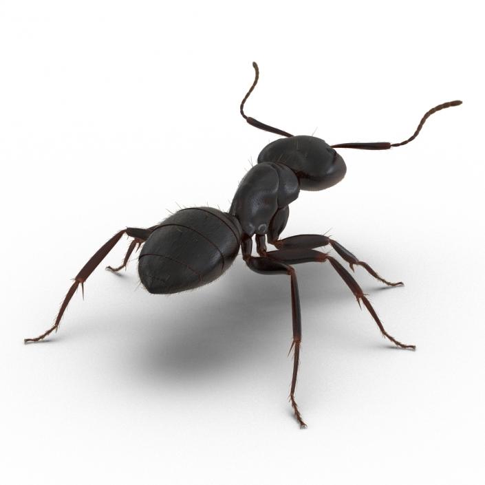 3D model Black Ant with Fur Rigged