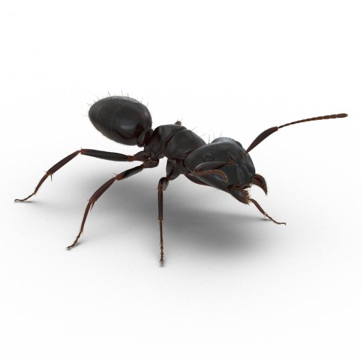 3D model Black Ant with Fur Rigged