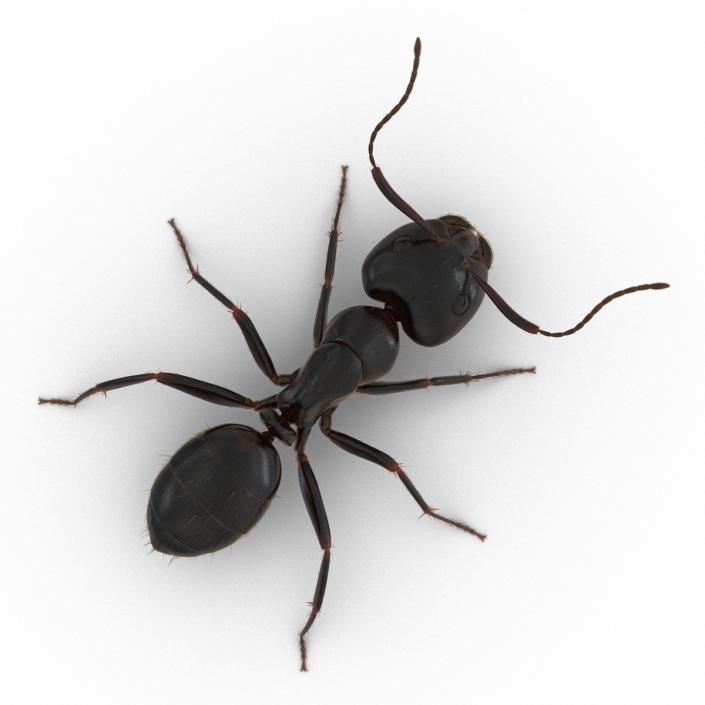 3D model Black Ant with Fur Rigged