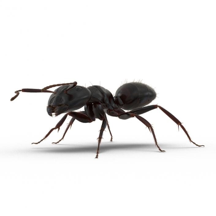 3D model Black Ant with Fur Rigged