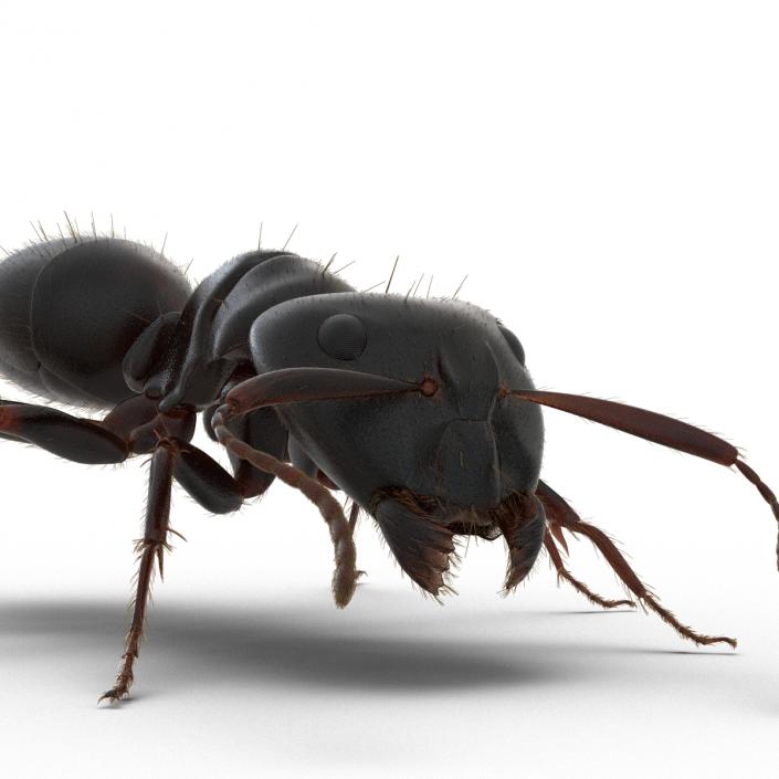 3D model Black Ant with Fur Rigged