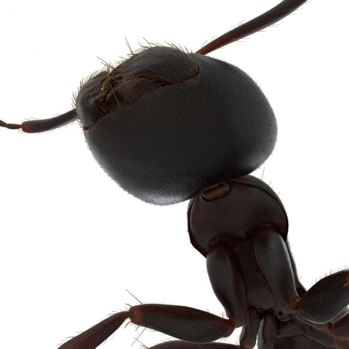 3D model Black Ant with Fur Rigged