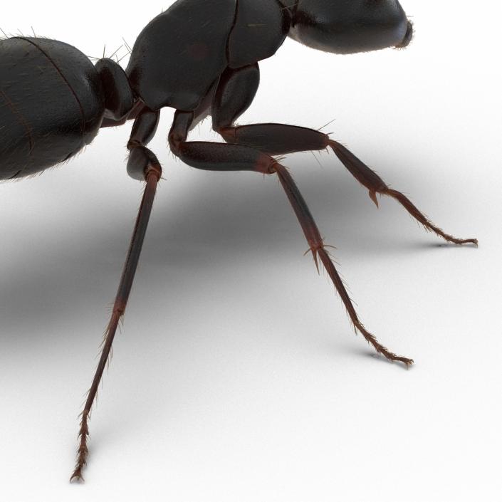 3D model Black Ant with Fur Rigged