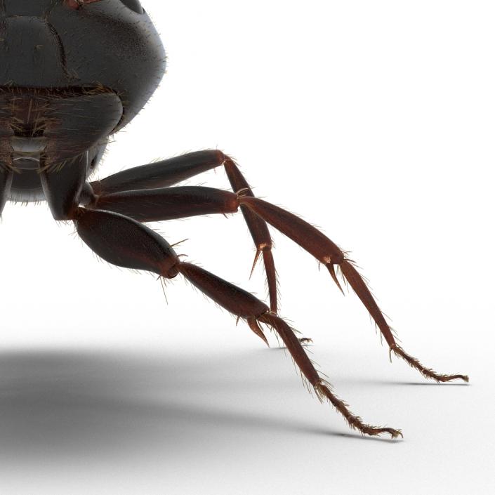 3D model Black Ant with Fur Rigged