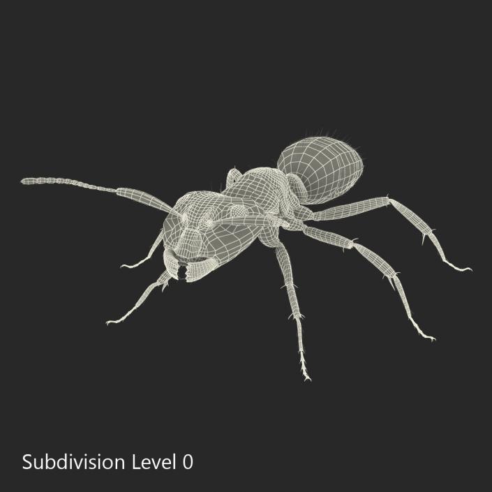 3D model Black Ant with Fur Rigged