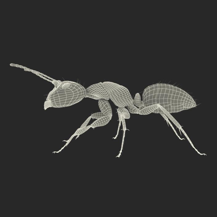 3D model Black Ant with Fur Rigged