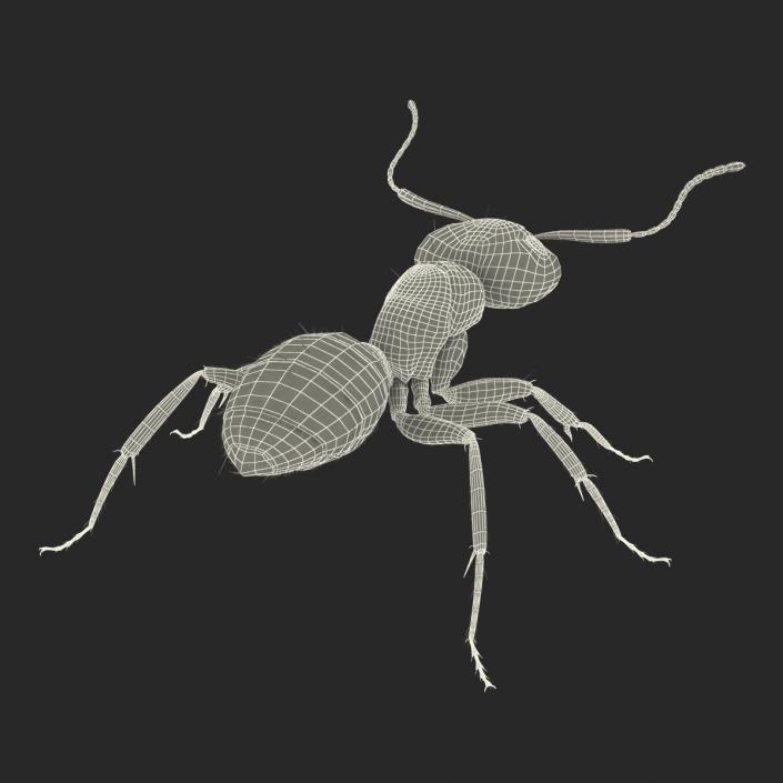 3D model Black Ant with Fur Rigged