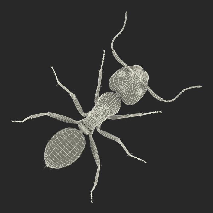 3D model Black Ant with Fur Rigged