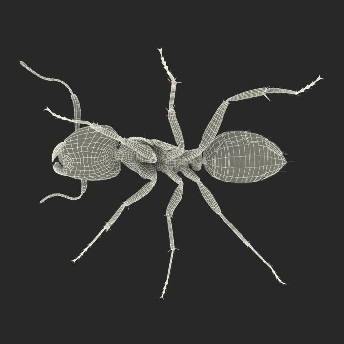 3D model Black Ant with Fur Rigged