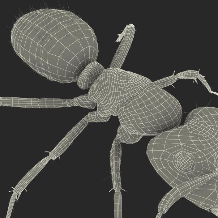 3D model Black Ant with Fur Rigged