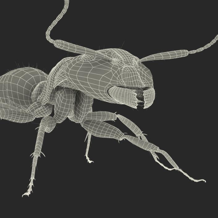 3D model Black Ant with Fur Rigged