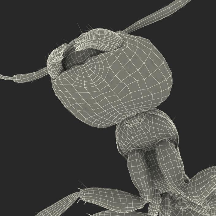 3D model Black Ant with Fur Rigged