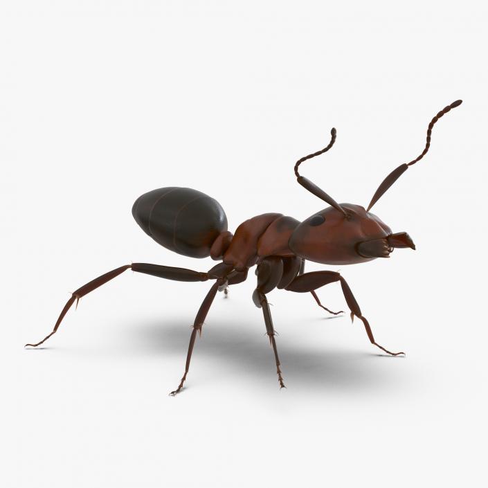 Red Ant Rigged 3D model