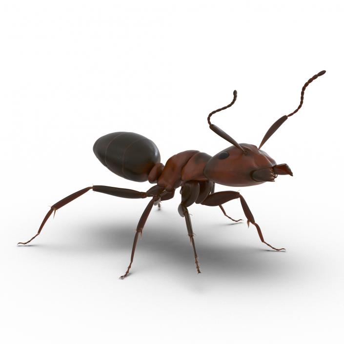 Red Ant Rigged 3D model