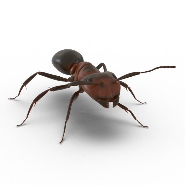 Red Ant Rigged 3D model