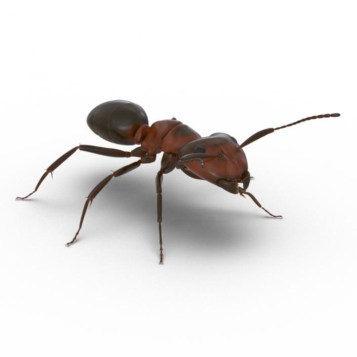 Red Ant Rigged 3D model