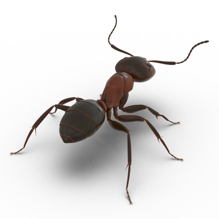 Red Ant Rigged 3D model