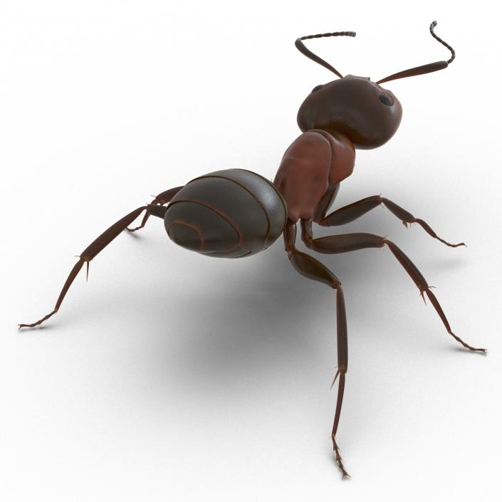 Red Ant Rigged 3D model