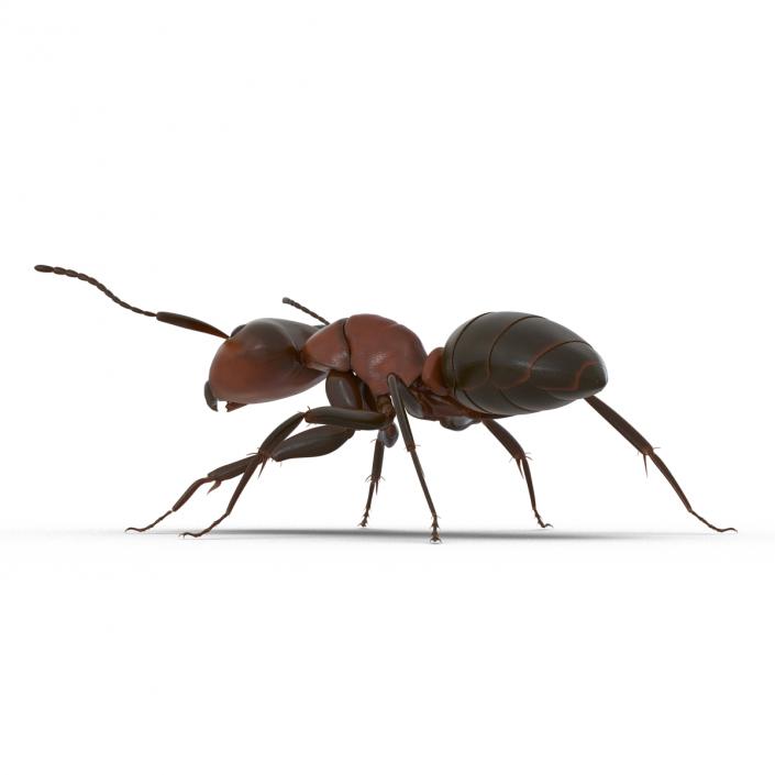 Red Ant Rigged 3D model