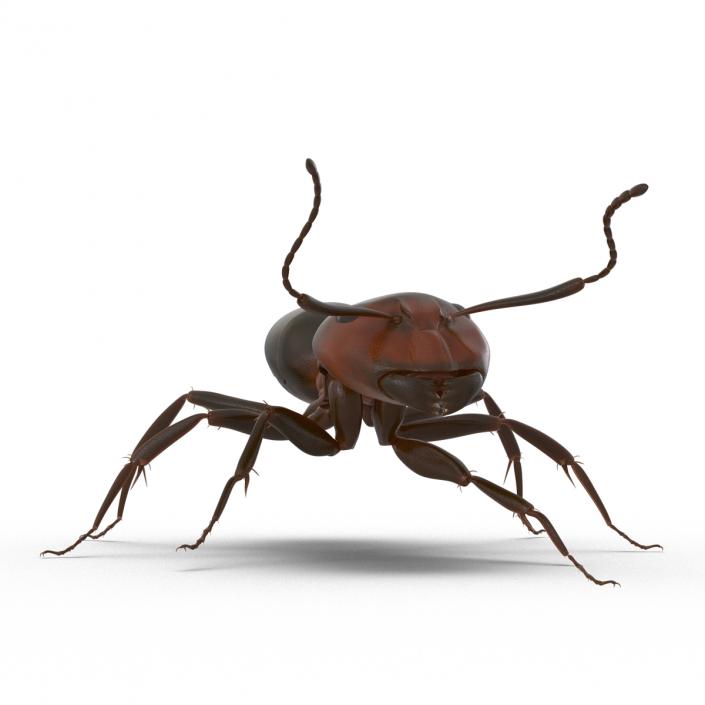 Red Ant Rigged 3D model