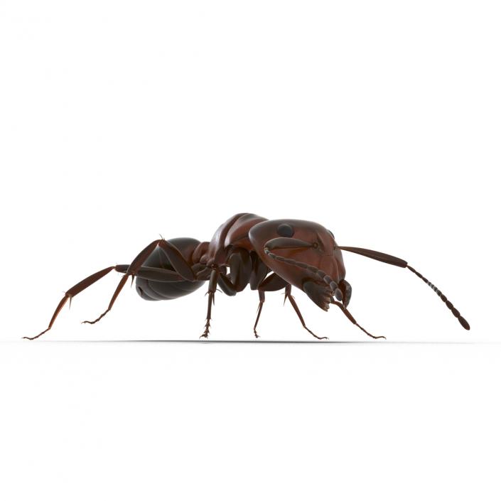 Red Ant Rigged 3D model