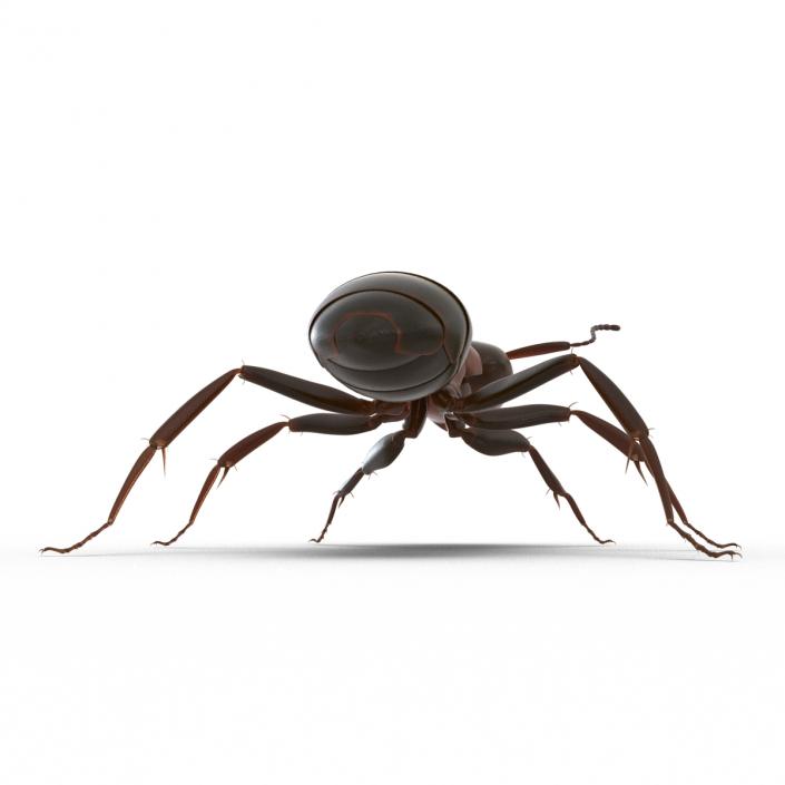 Red Ant Rigged 3D model