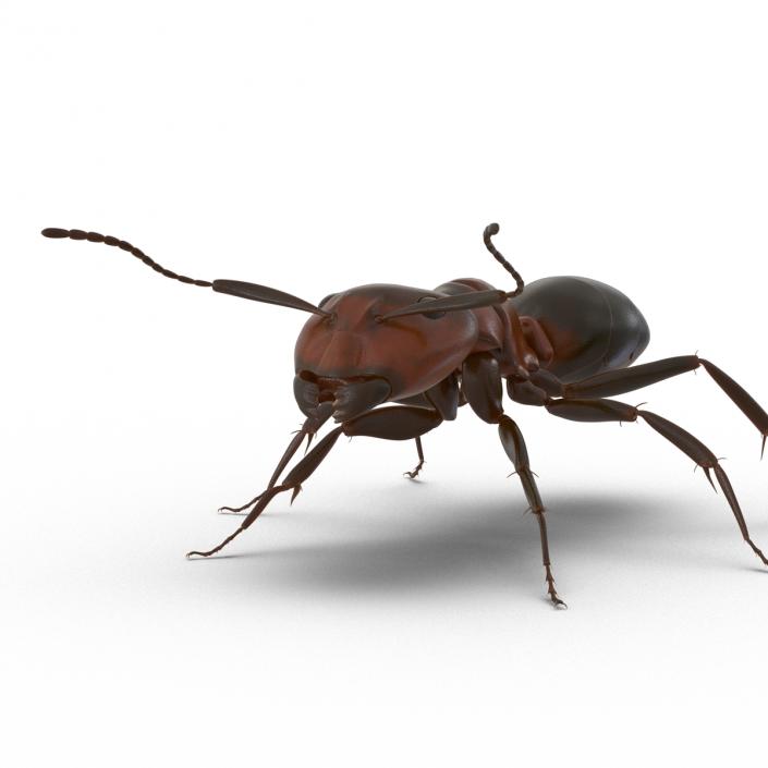 Red Ant Rigged 3D model