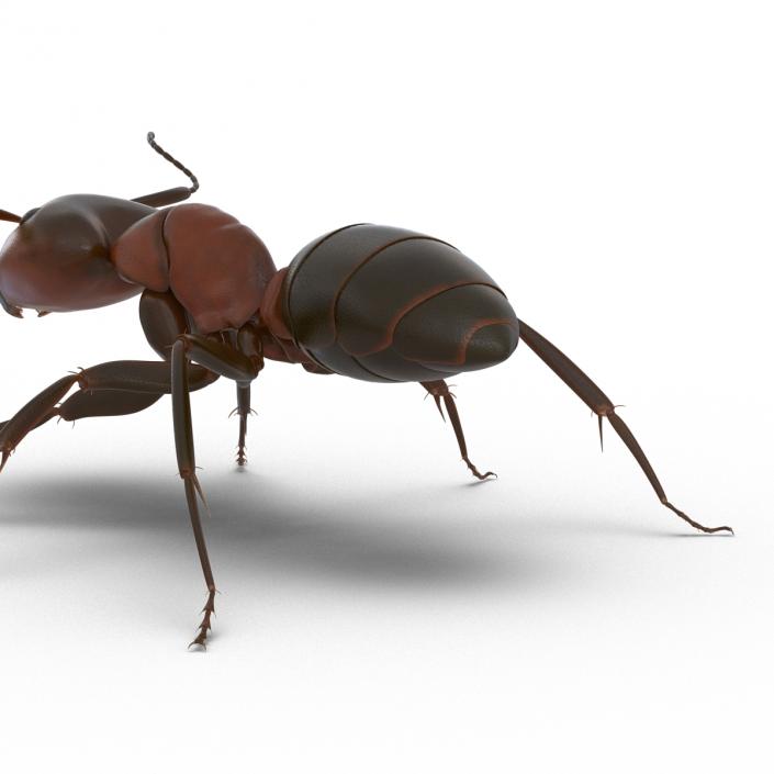 Red Ant Rigged 3D model