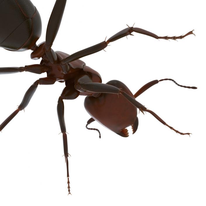 Red Ant Rigged 3D model